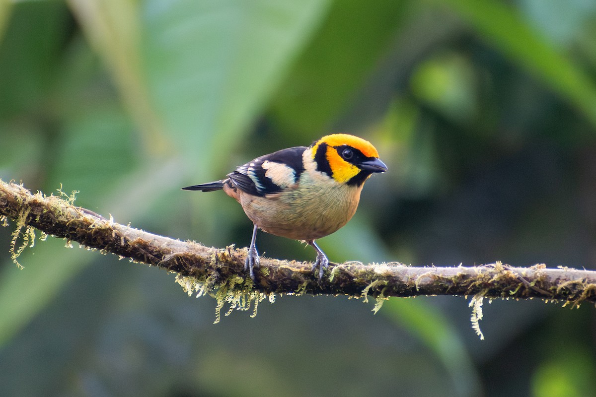 Flame-faced Tanager - ML647284947