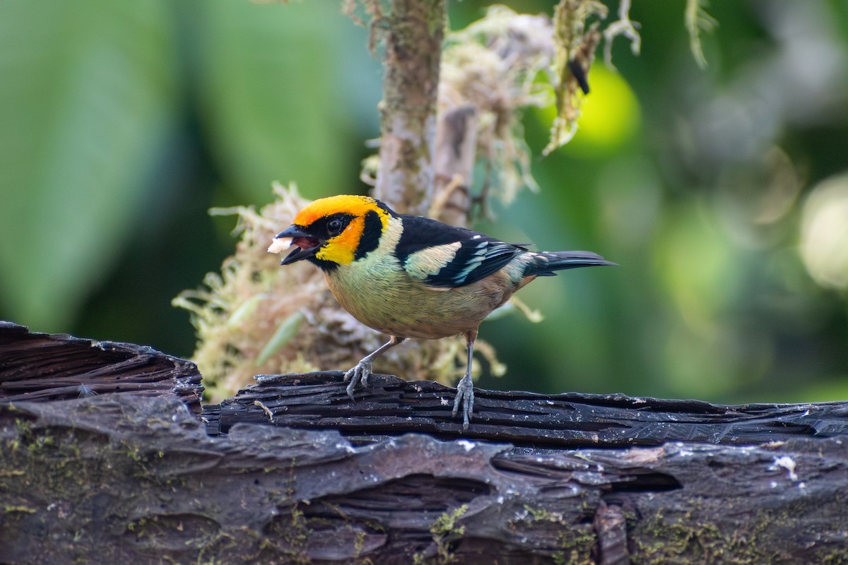 Flame-faced Tanager - ML647284948