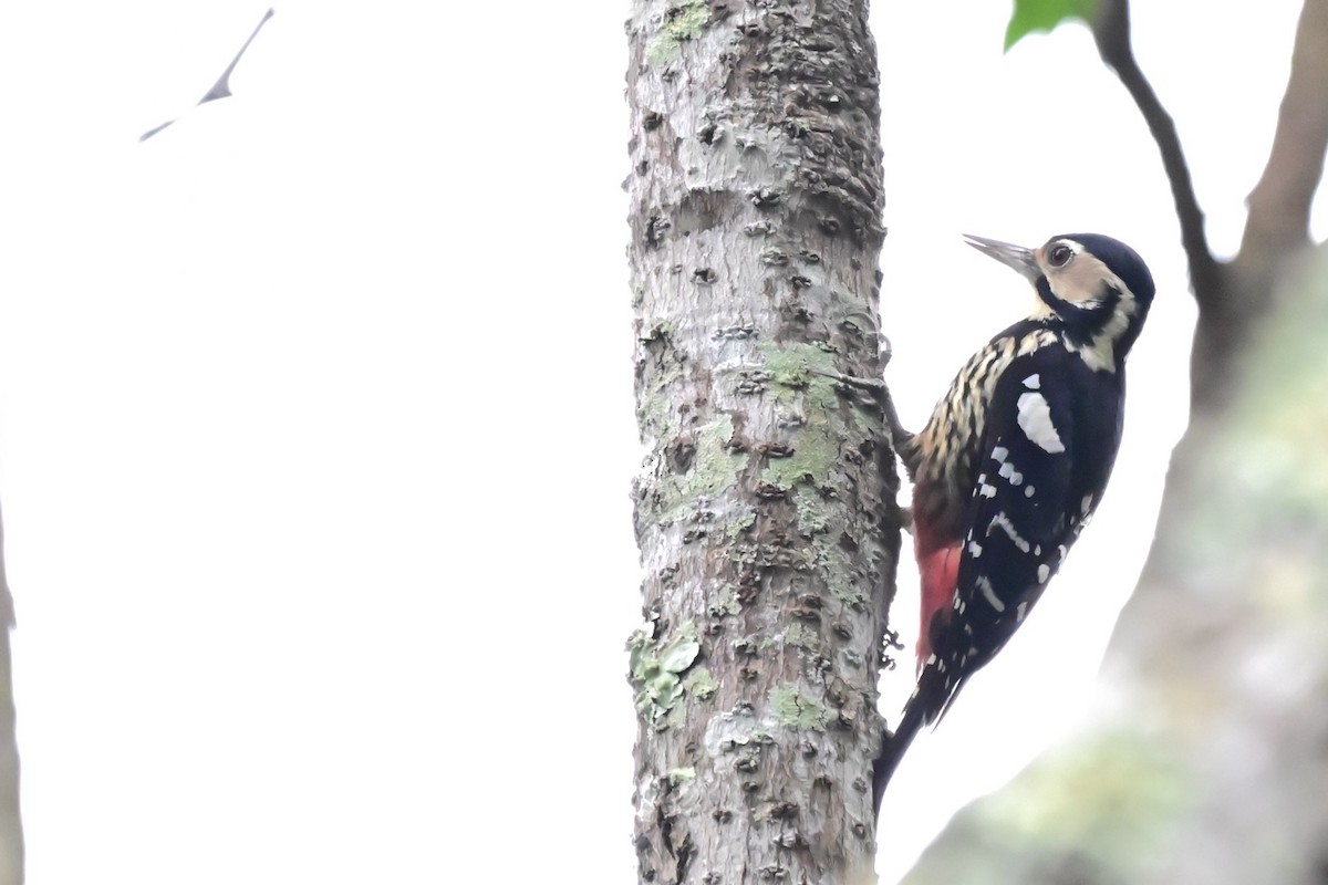 White-backed Woodpecker - ML647284950
