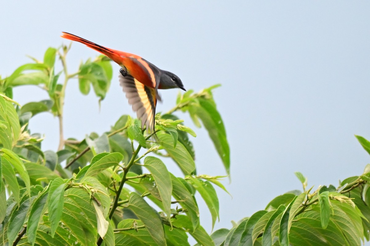 gråhakemønjefugl - ML647284981