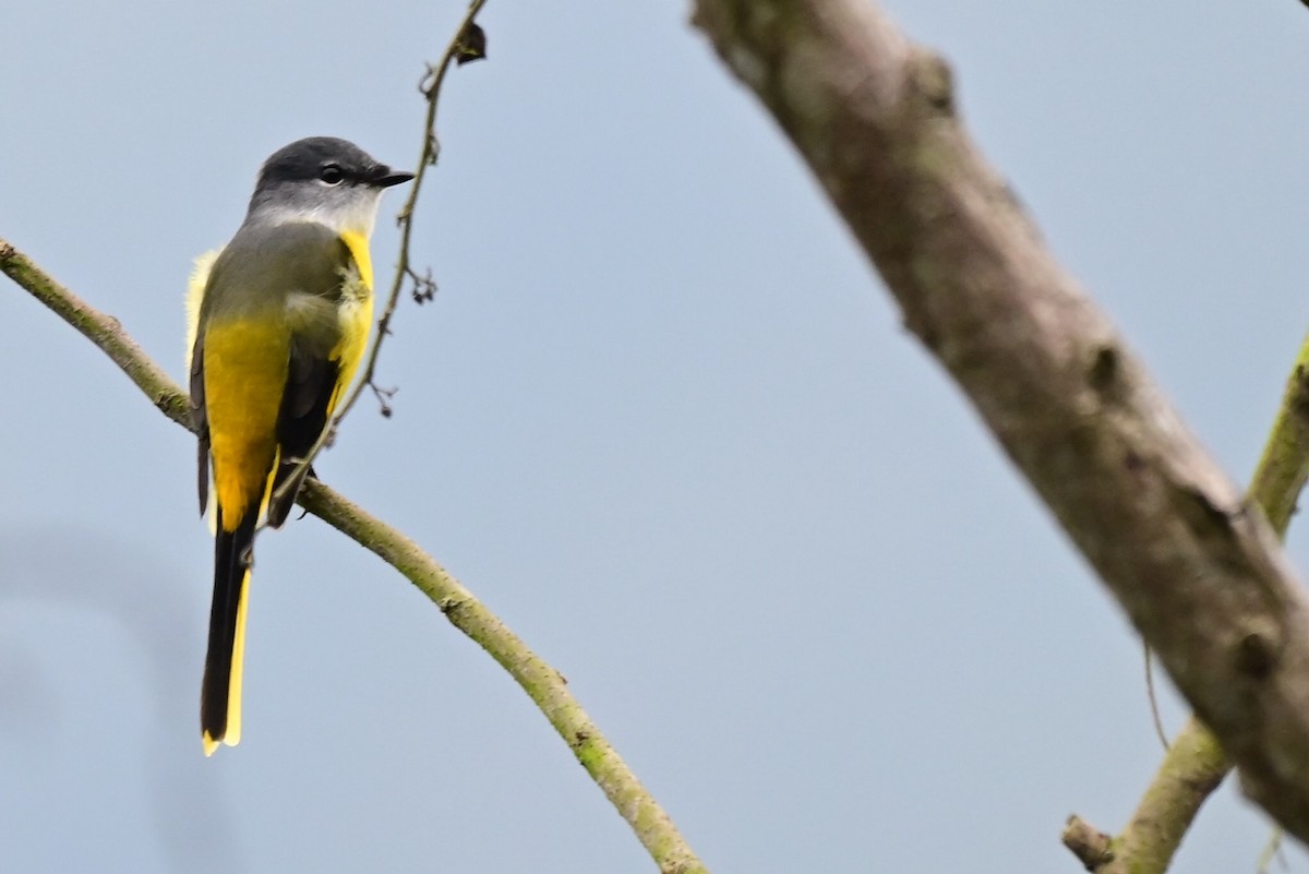 gråhakemønjefugl - ML647284982