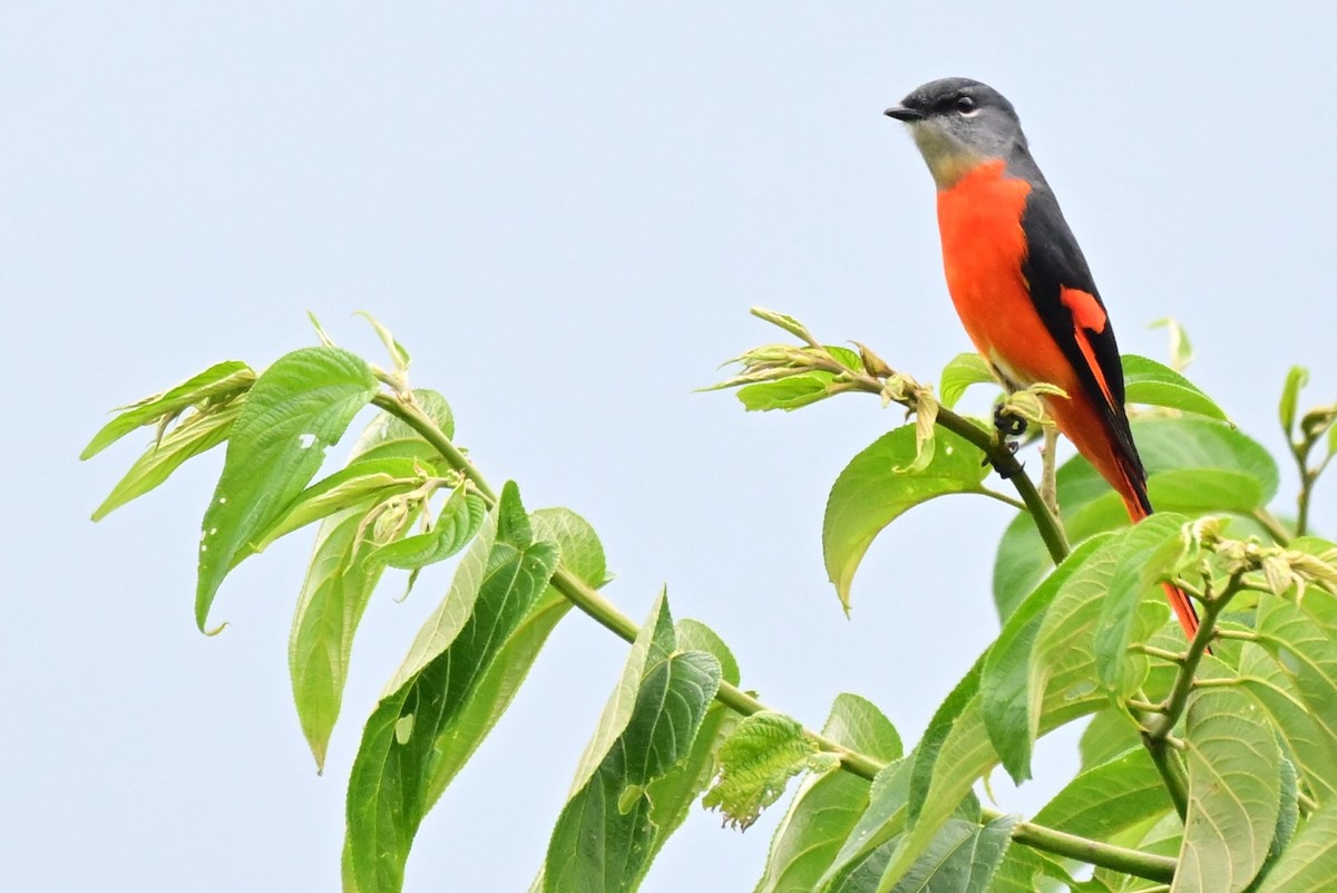 gråhakemønjefugl - ML647284983