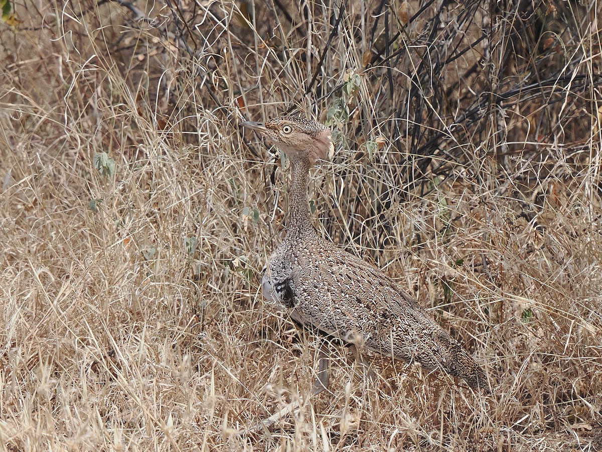 bruntopptrappe - ML647284993