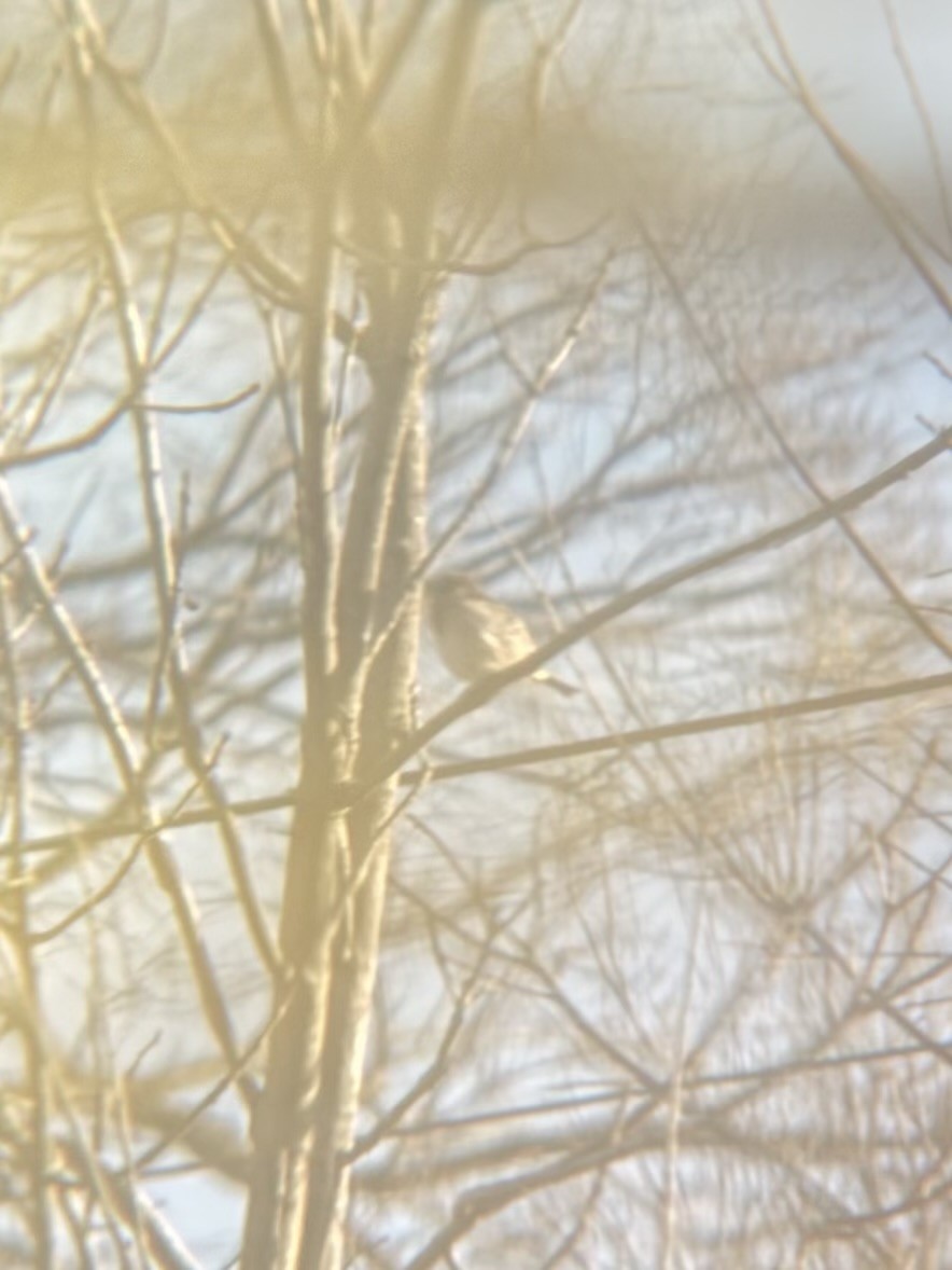 House Sparrow - ML647284996