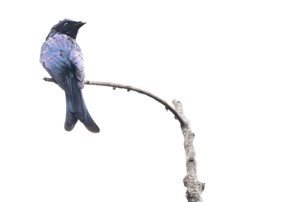 Bronzed Drongo - ML647285000