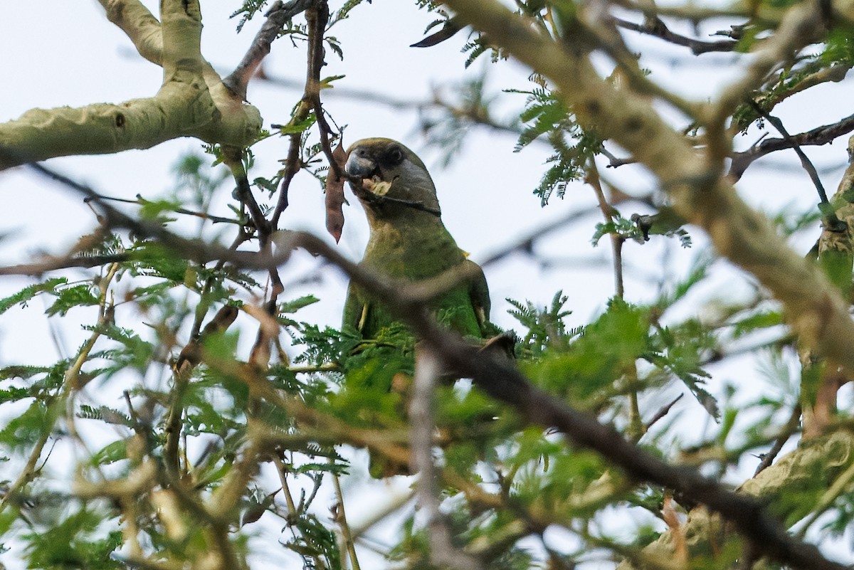 Lorito Cabecipardo - ML647285003