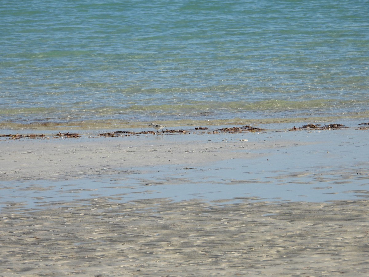 חופית לבנה - ML647285006