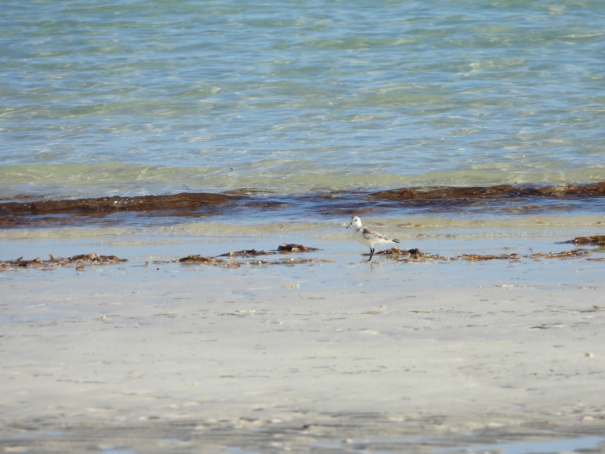 חופית לבנה - ML647285007