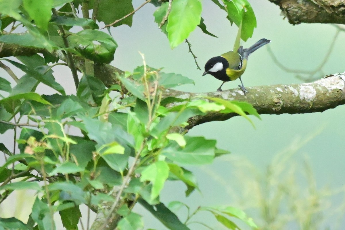 Green-backed Tit - ML647285025
