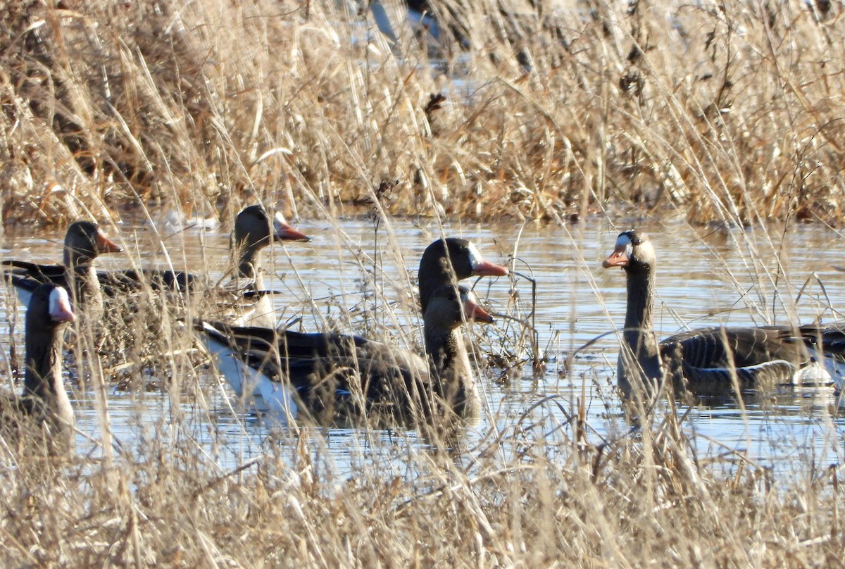 Antzara muturzuria - ML647285046