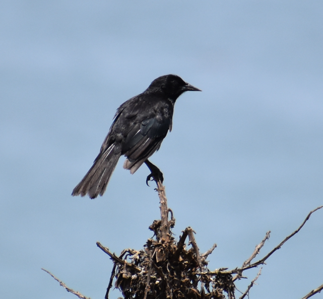 Austral Blackbird - ML647285056