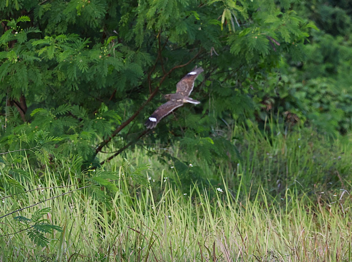 gressnattravn - ML647285067