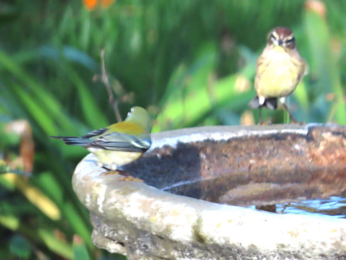 Northern Parula - ML647285070