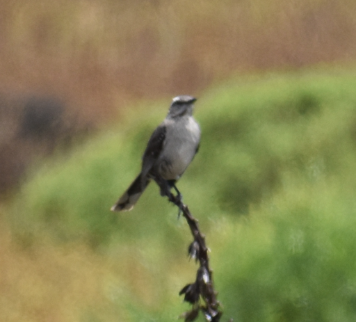 Chilean Mockingbird - ML647285074