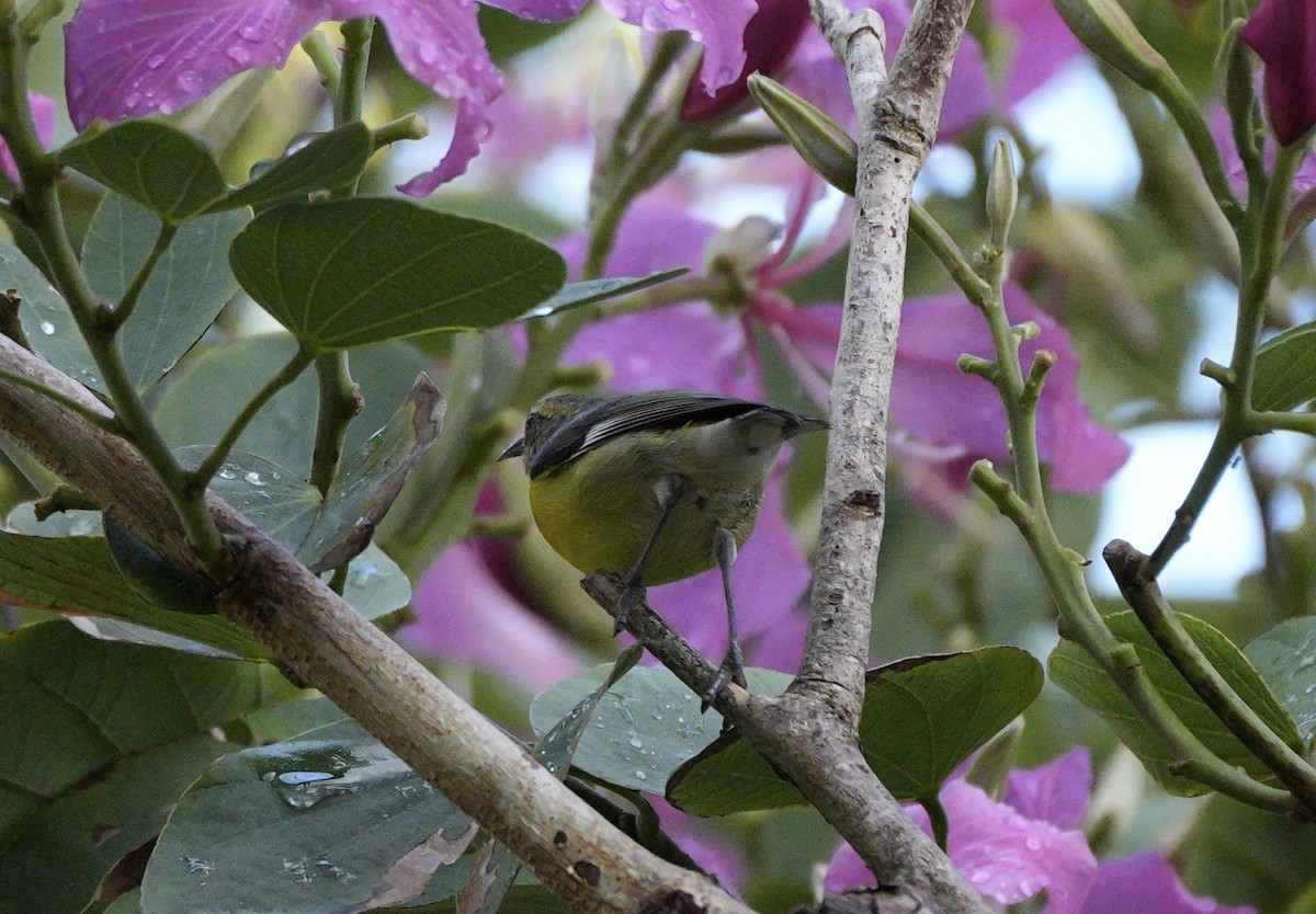 Sucrier à ventre jaune - ML647285075