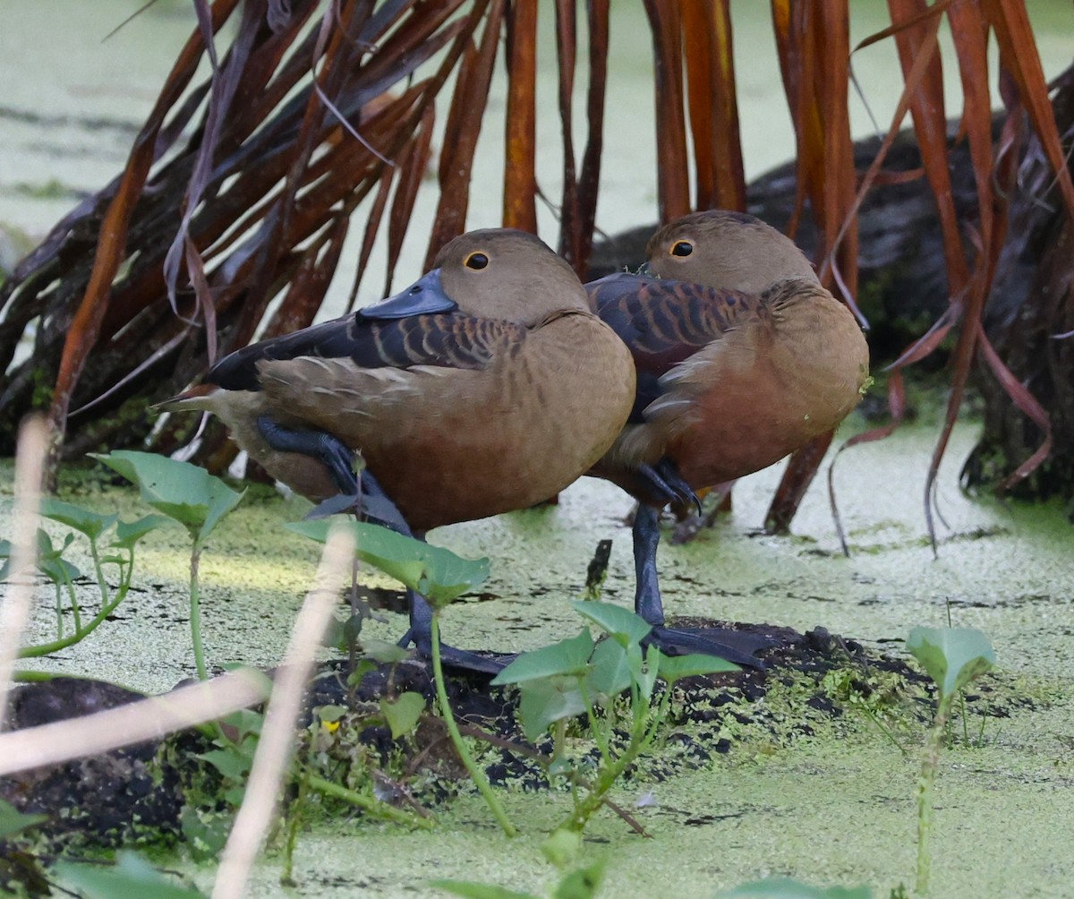 småplystreand - ML647285076