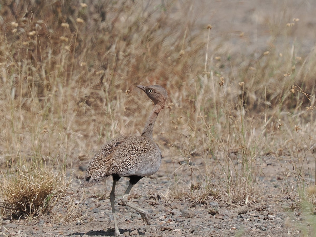 bruntopptrappe - ML647285085