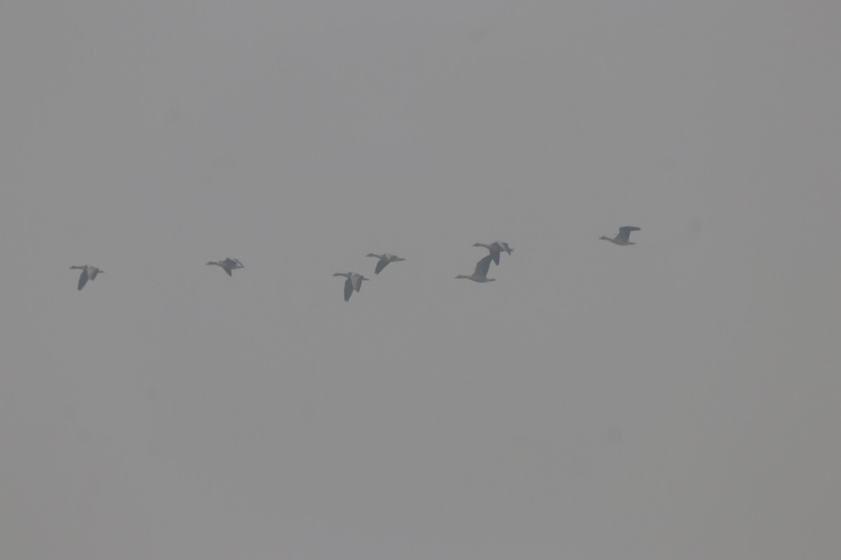 Graylag Goose - ML647285094