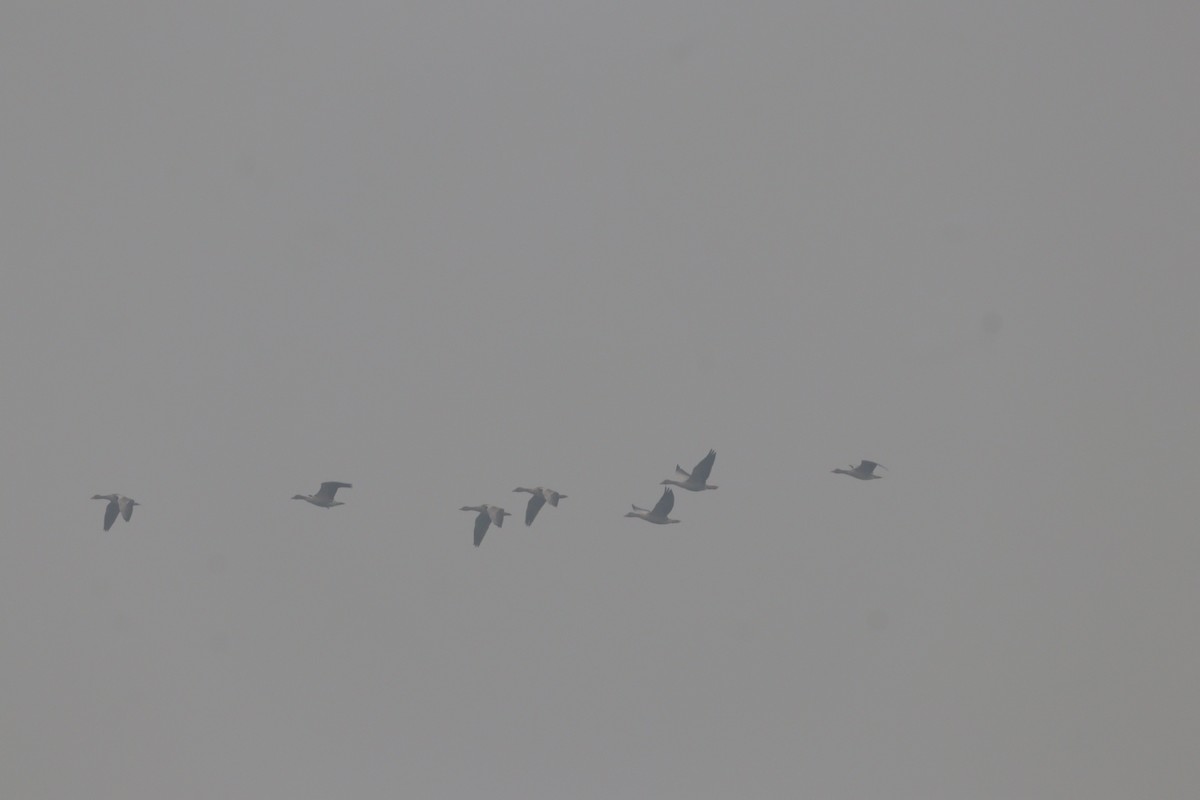 Graylag Goose - ML647285095