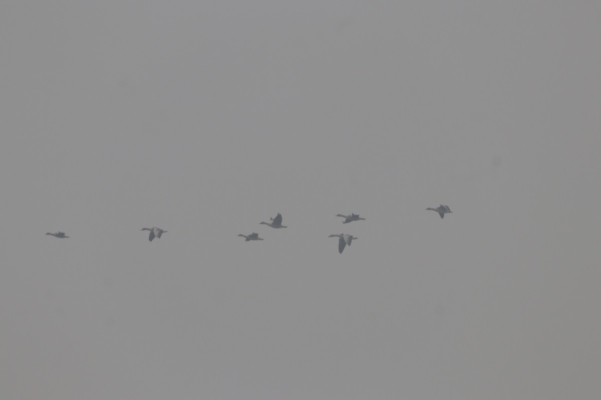 Graylag Goose - ML647285096