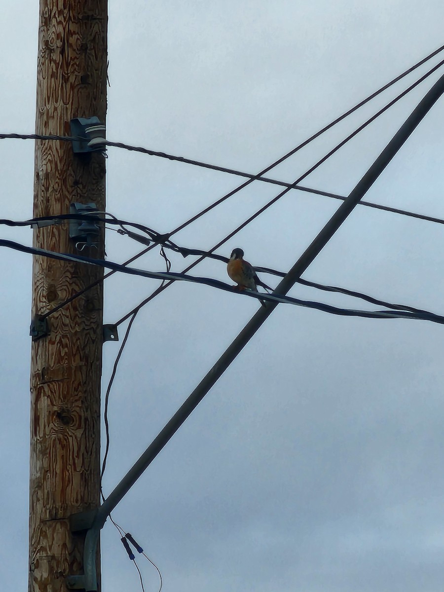 American Kestrel - ML647285097
