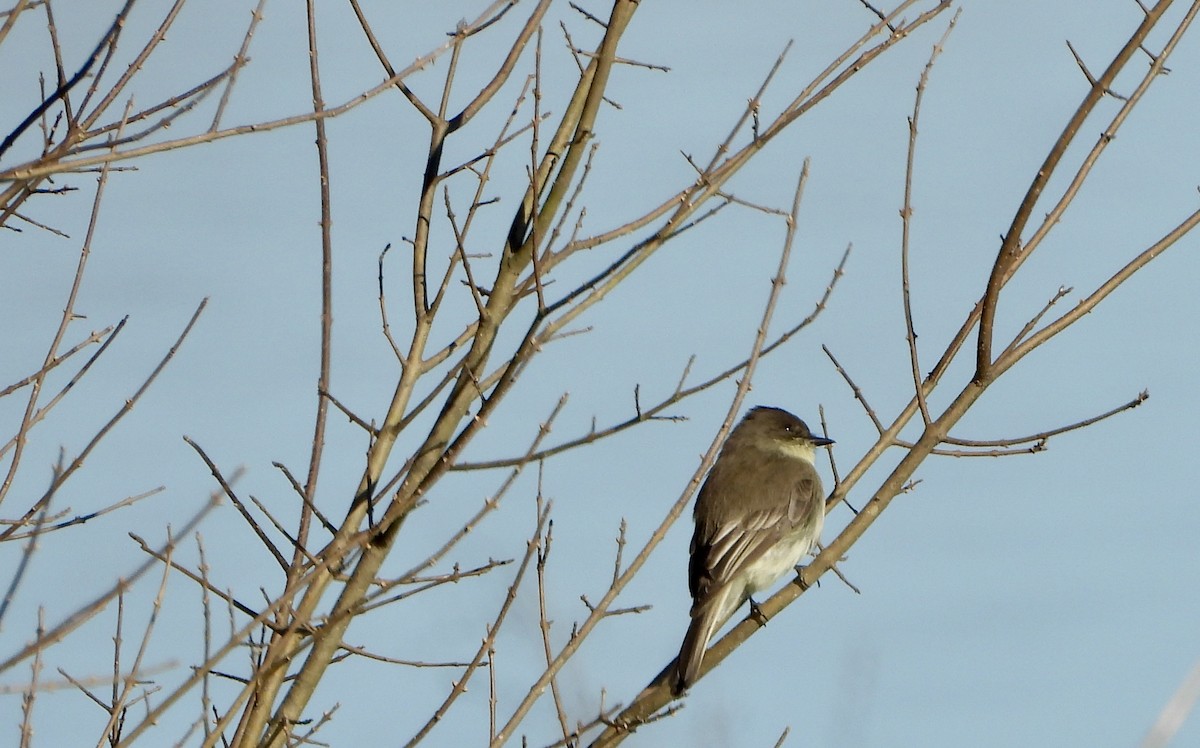 Eastern Phoebe - ML647285100