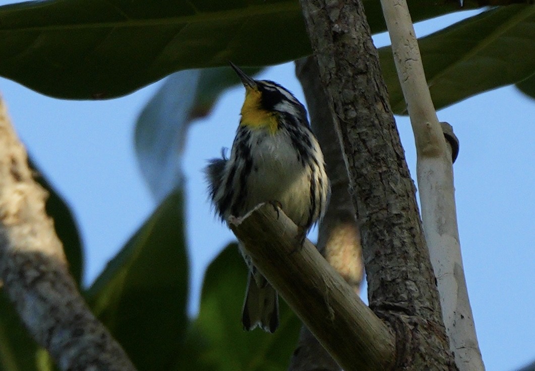 Goldkehl-Waldsänger - ML647285106