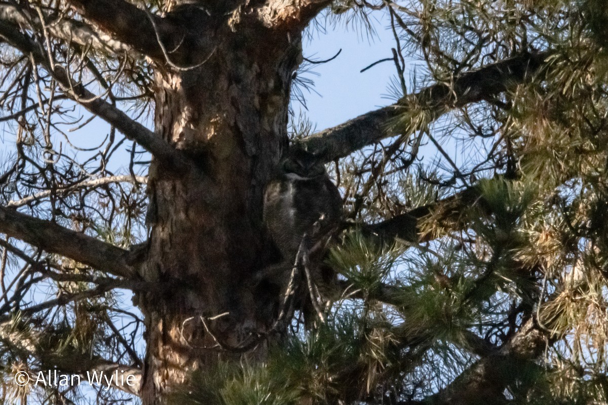 Great Horned Owl - ML647285122