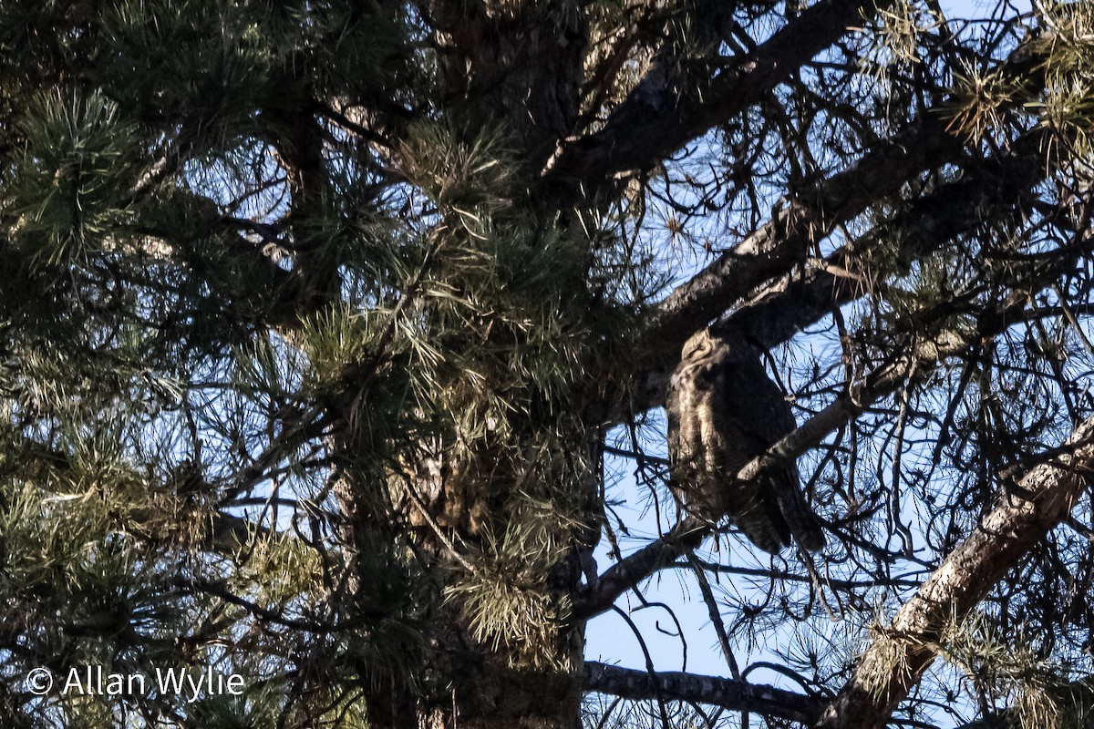 Great Horned Owl - ML647285123