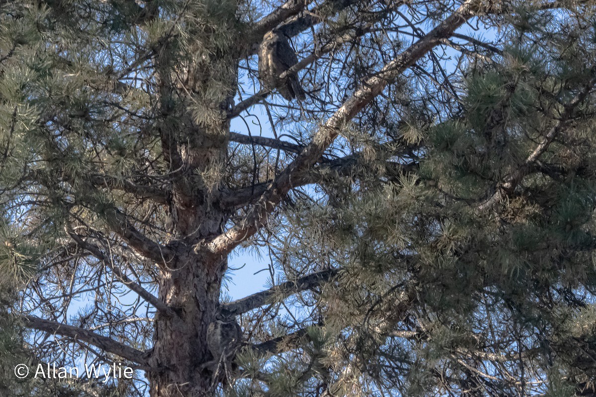 Great Horned Owl - ML647285124