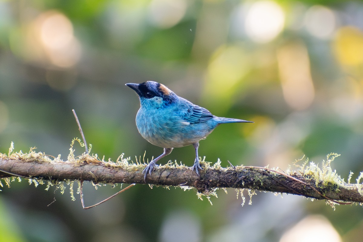 Golden-naped Tanager - ML647285135