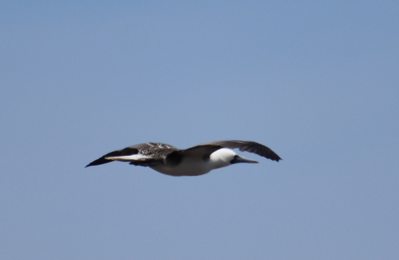 Peruvian Booby - ML647285143
