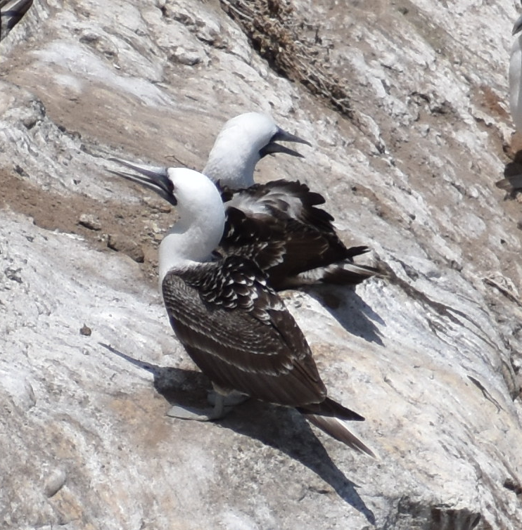 Peruvian Booby - ML647285145