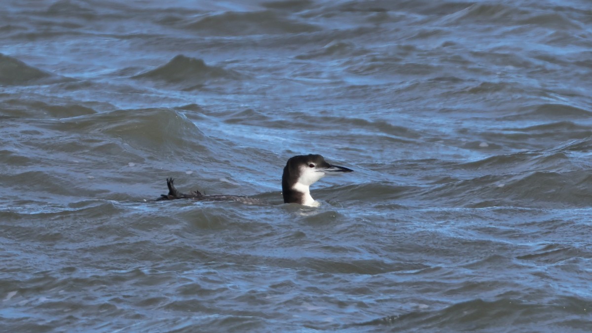 Common Loon - ML647285167
