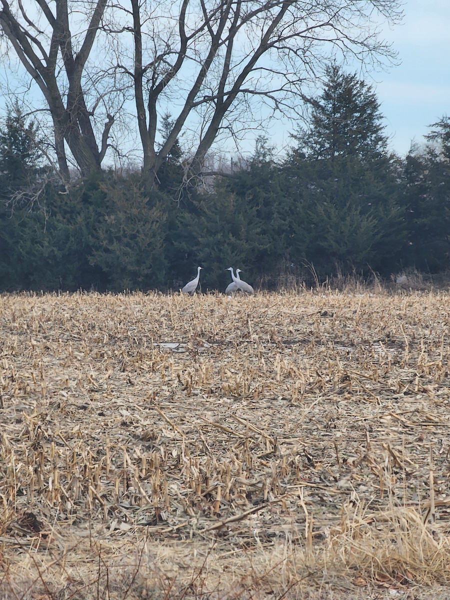 Grulla Canadiense - ML647285170