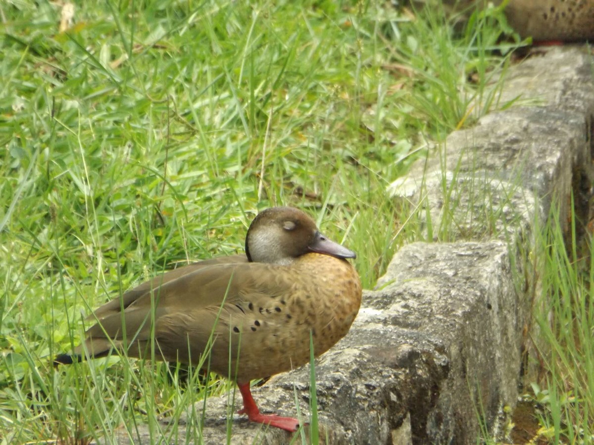 Brazilian Teal - ML647285175