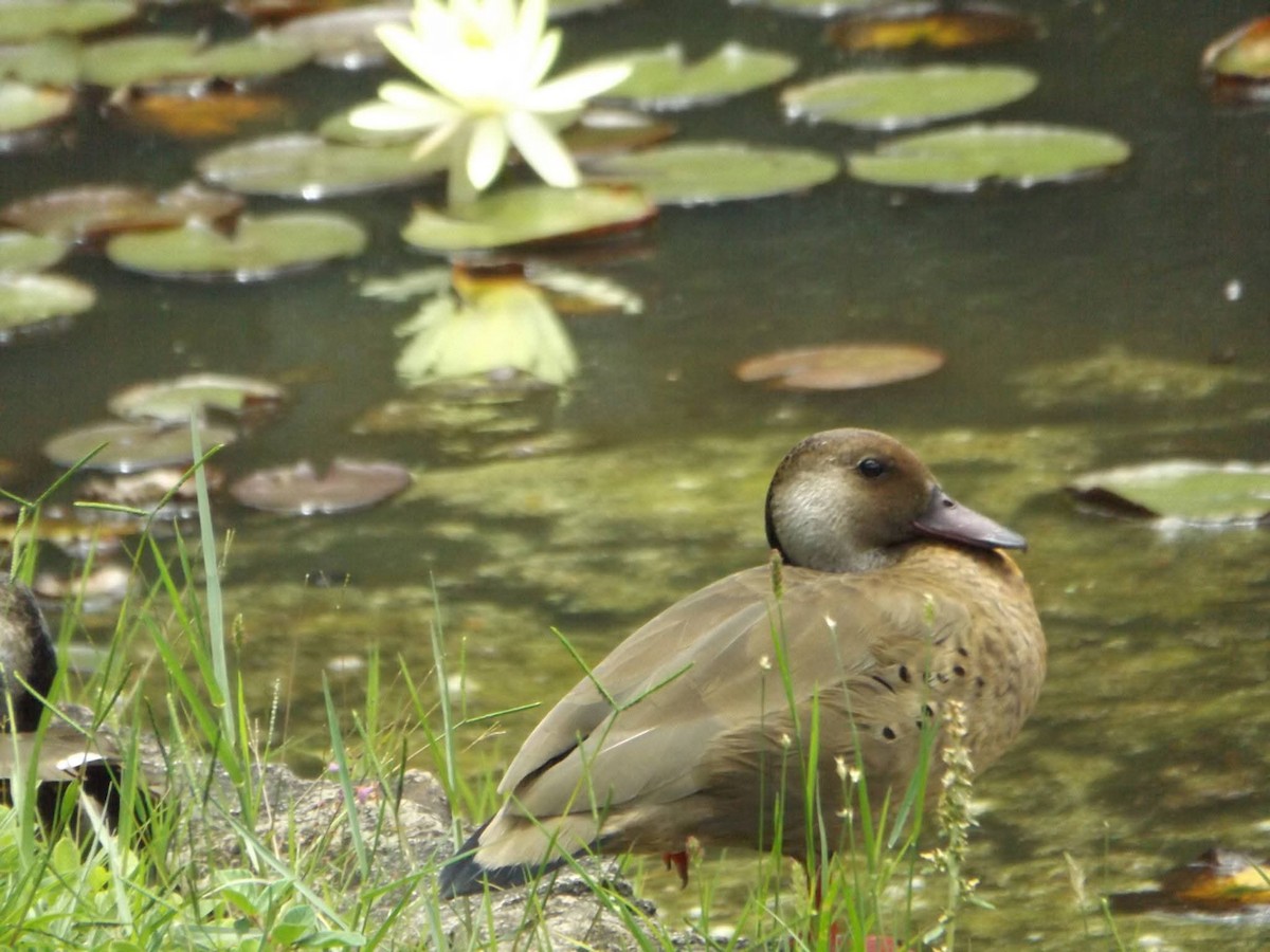 Brazilian Teal - ML647285176