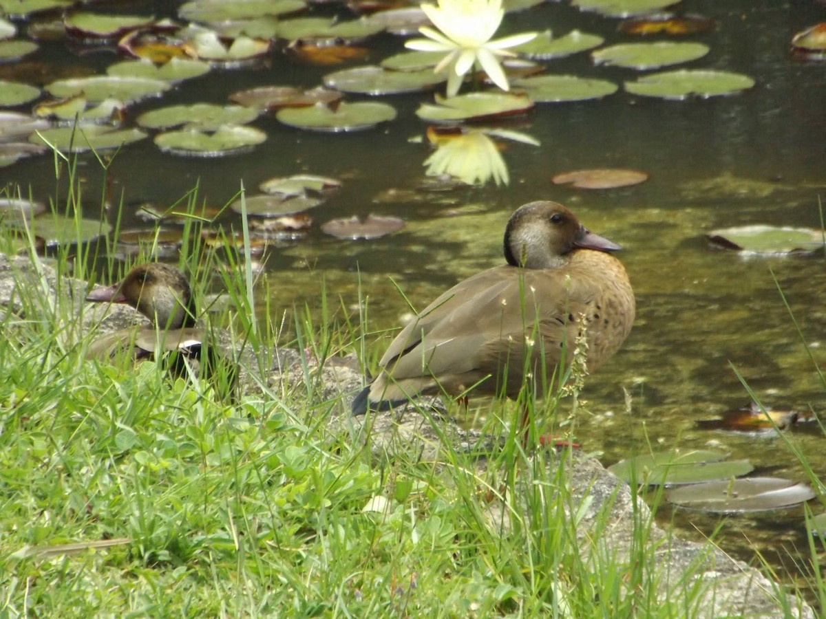 Brazilian Teal - ML647285177