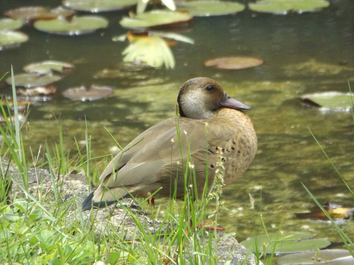 Brazilian Teal - ML647285178
