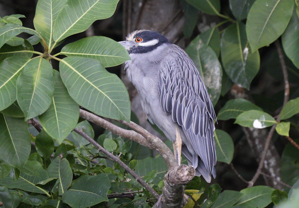 Yellow-crowned Night Heron - ML647285248