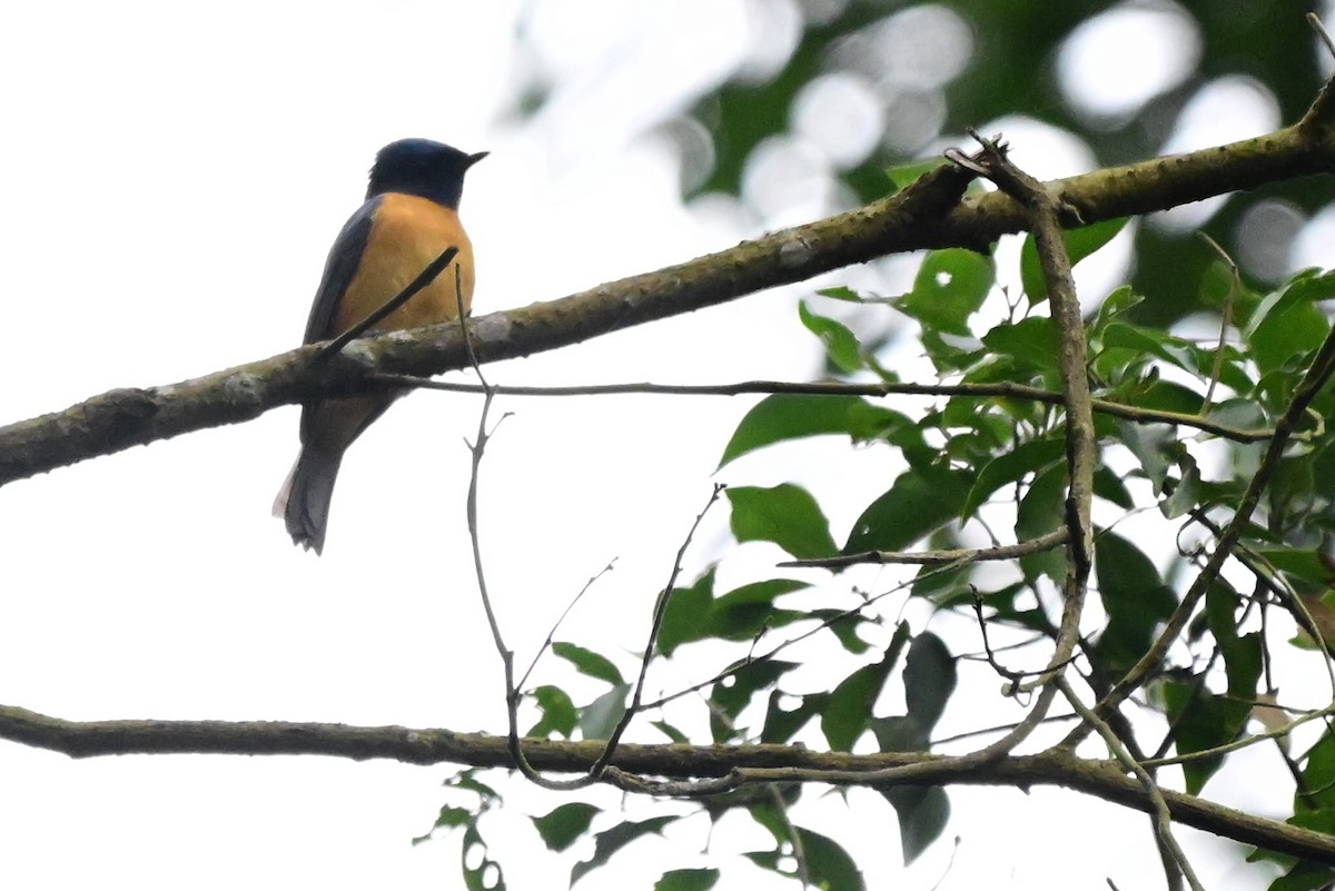 Taiwan Vivid Niltava - ML647285251