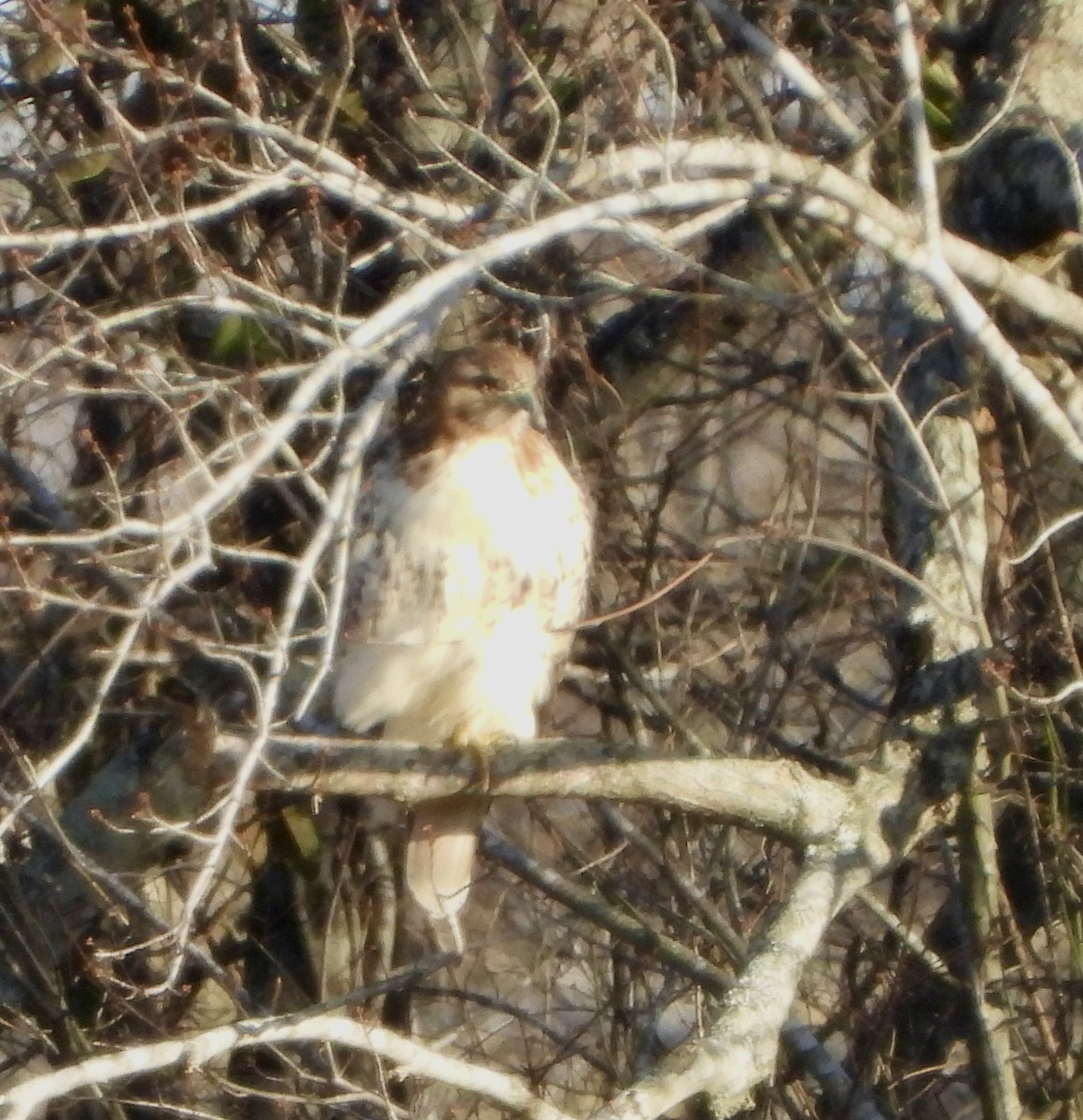 Zapelatz buztangorria - ML647285260