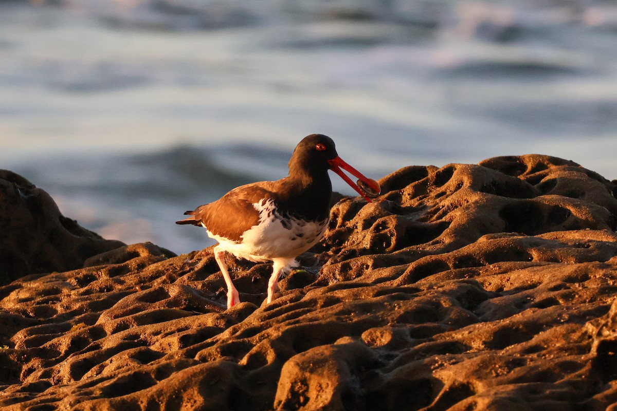 American x Black Oystercatcher (hybrid) - ML647285284
