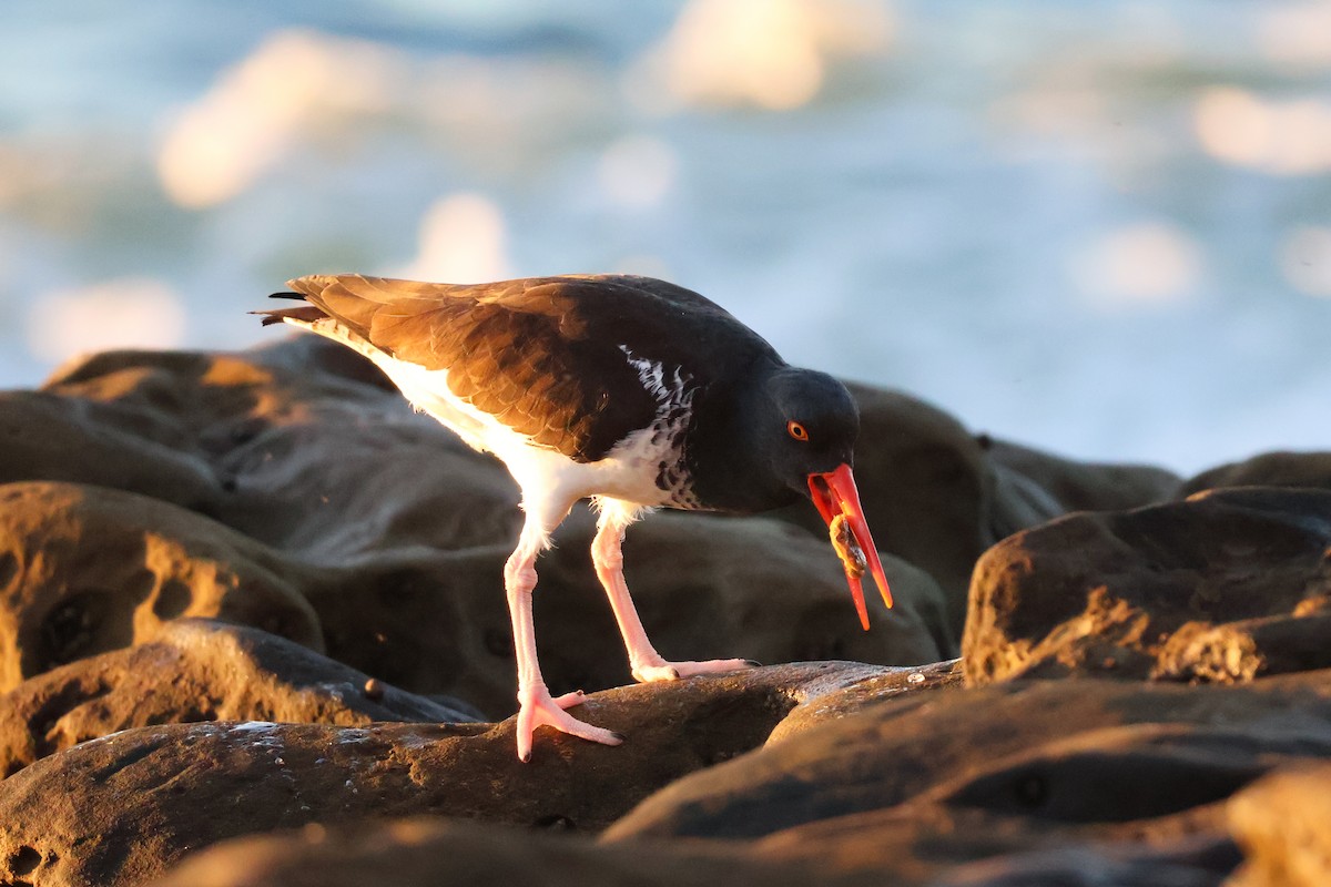American x Black Oystercatcher (hybrid) - ML647285285