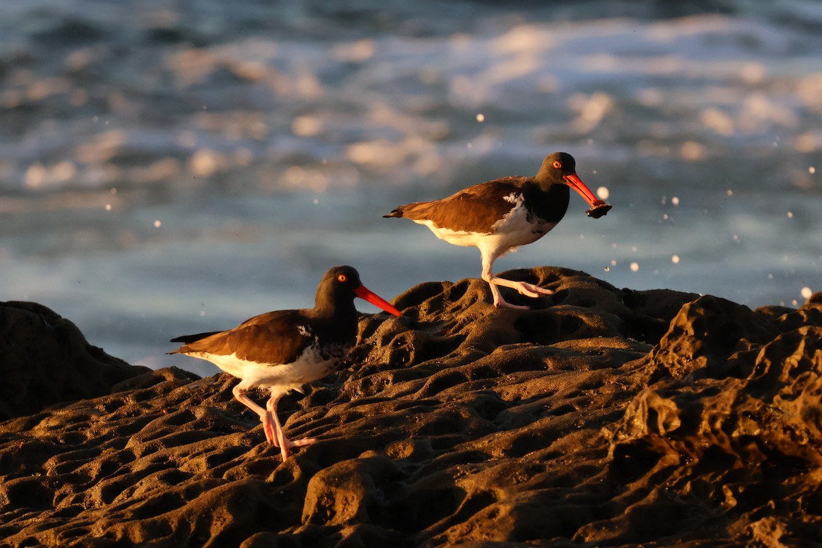 American x Black Oystercatcher (hybrid) - ML647285286