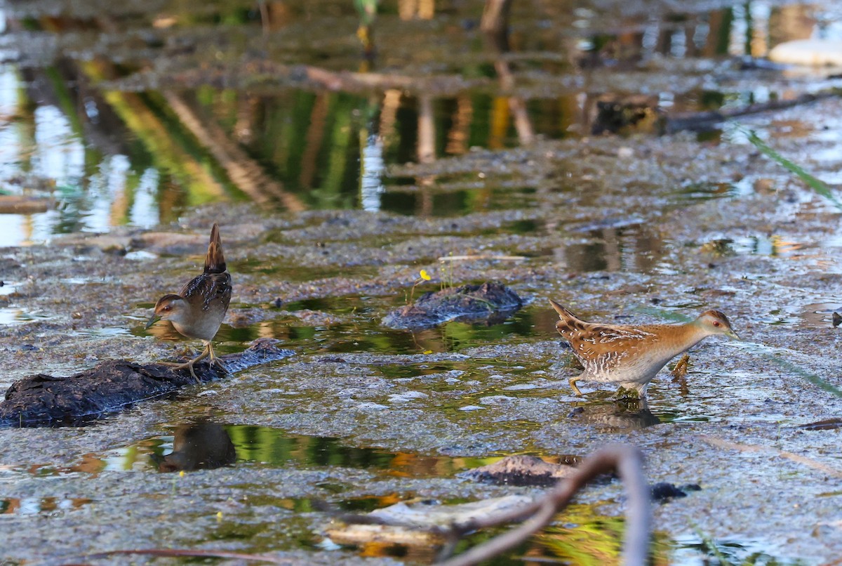 dvergrikse - ML647285290