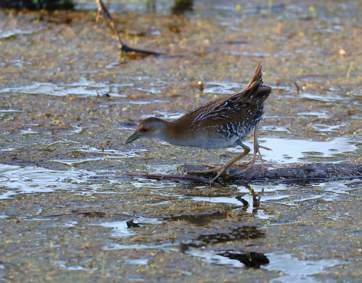 dvergrikse - ML647285296