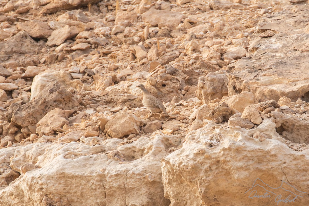 Sand Partridge - ML647285297