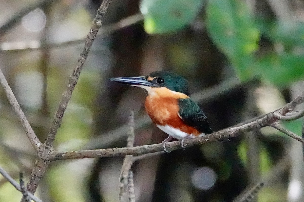 American Pygmy Kingfisher - ML647285310