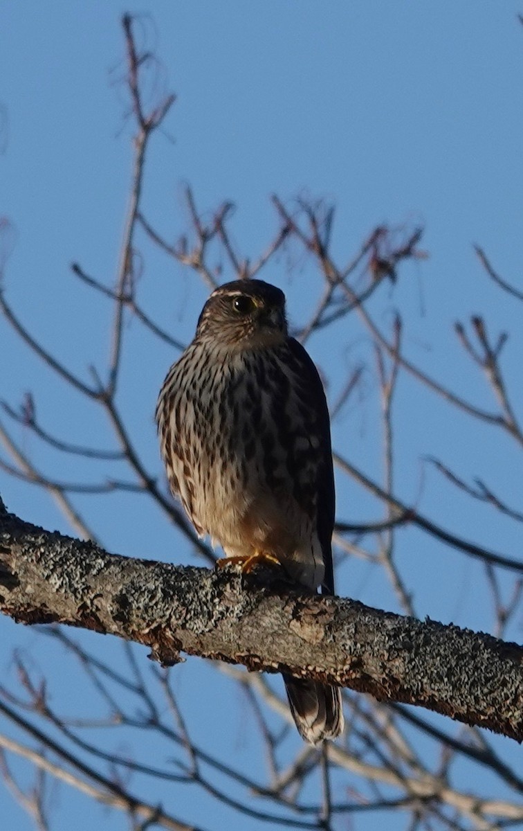 dvergfalk - ML647285320